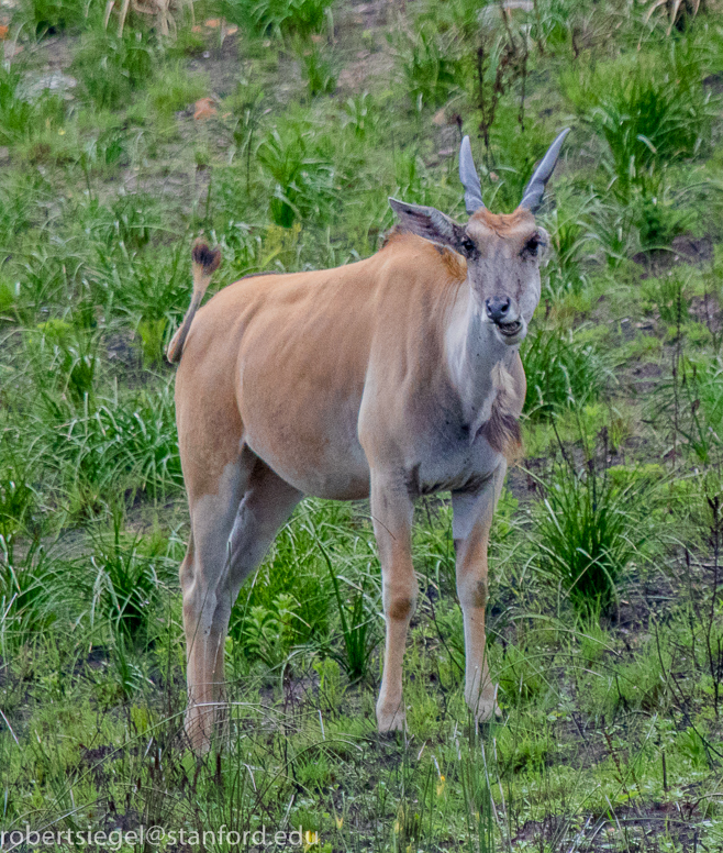 eland